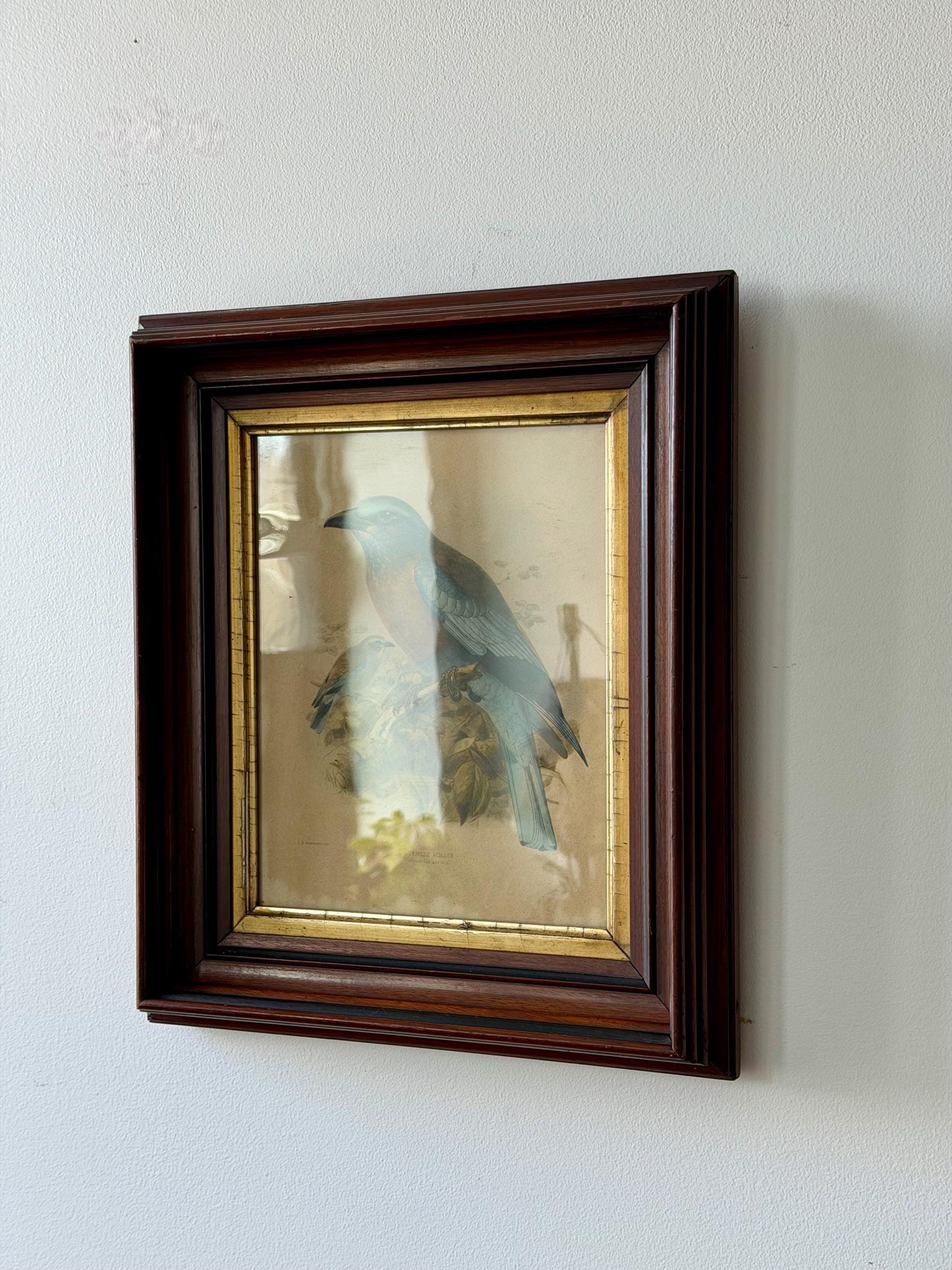 Antique Bird Lithograph Burmese Roller Framed JG Keulemans Print Ornithology Wall Art
