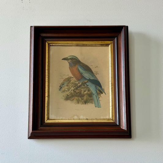 Antique Bird Lithograph Burmese Roller Framed JG Keulemans Print Ornithology Wall Art
